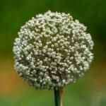 Лук репчатый — цветки (Allium cepa)