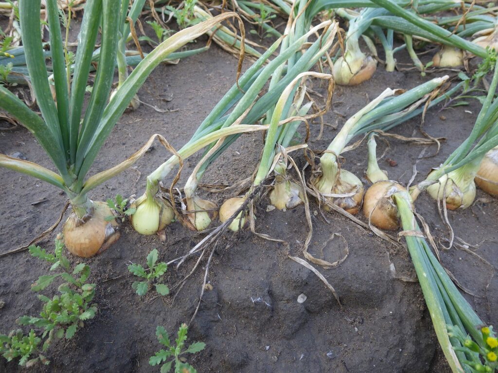 Лук репчатый — лист (Allium cepa)