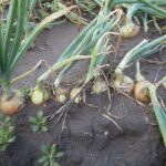 Лук репчатый — лист (Allium cepa)