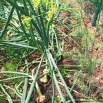 Лук репчатый — общий вид (Allium cepa)