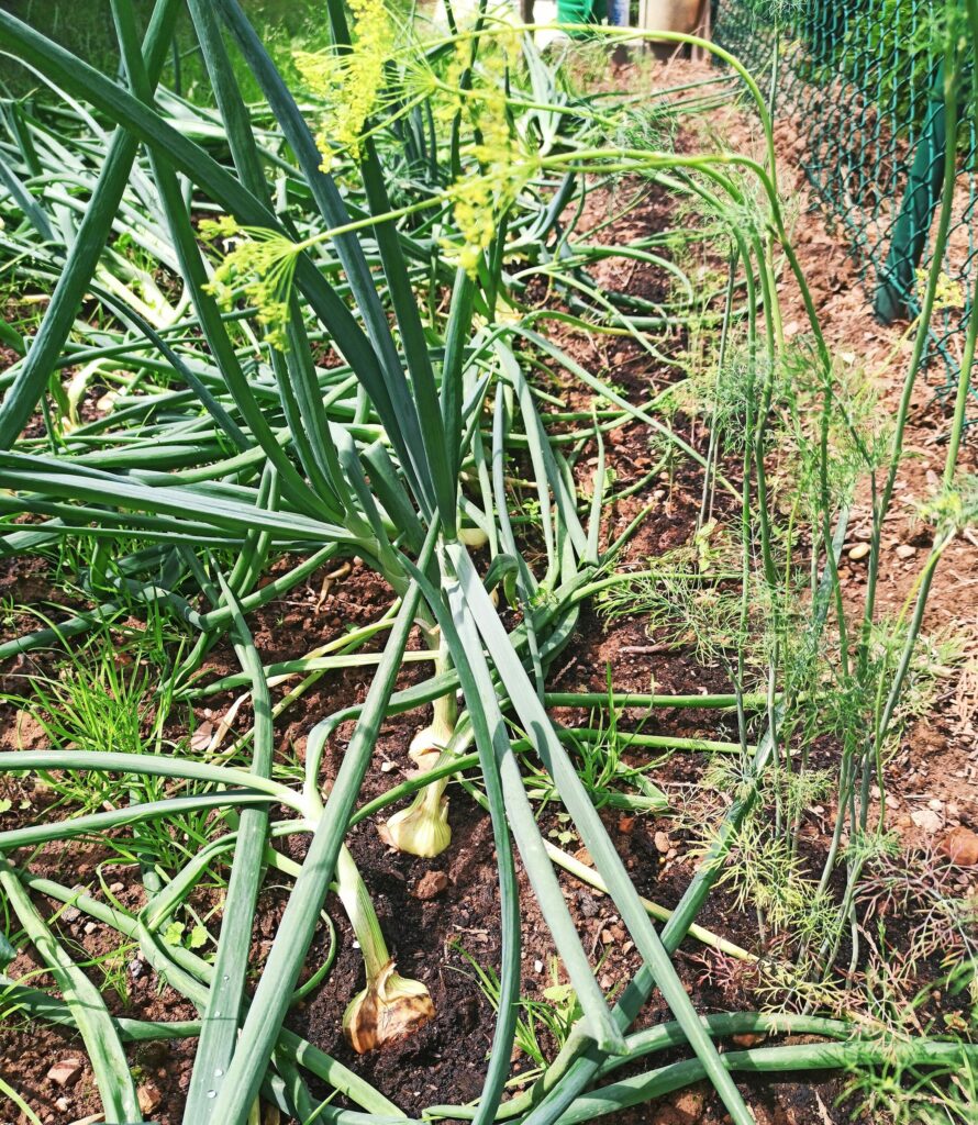 Лук репчатый — общий вид (Allium cepa)