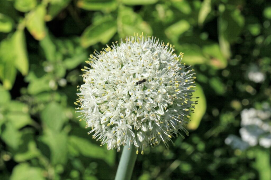 Лук репчатый — цветки (Allium cepa)