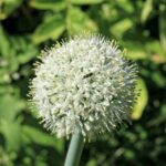 Лук репчатый — цветки (Allium cepa)