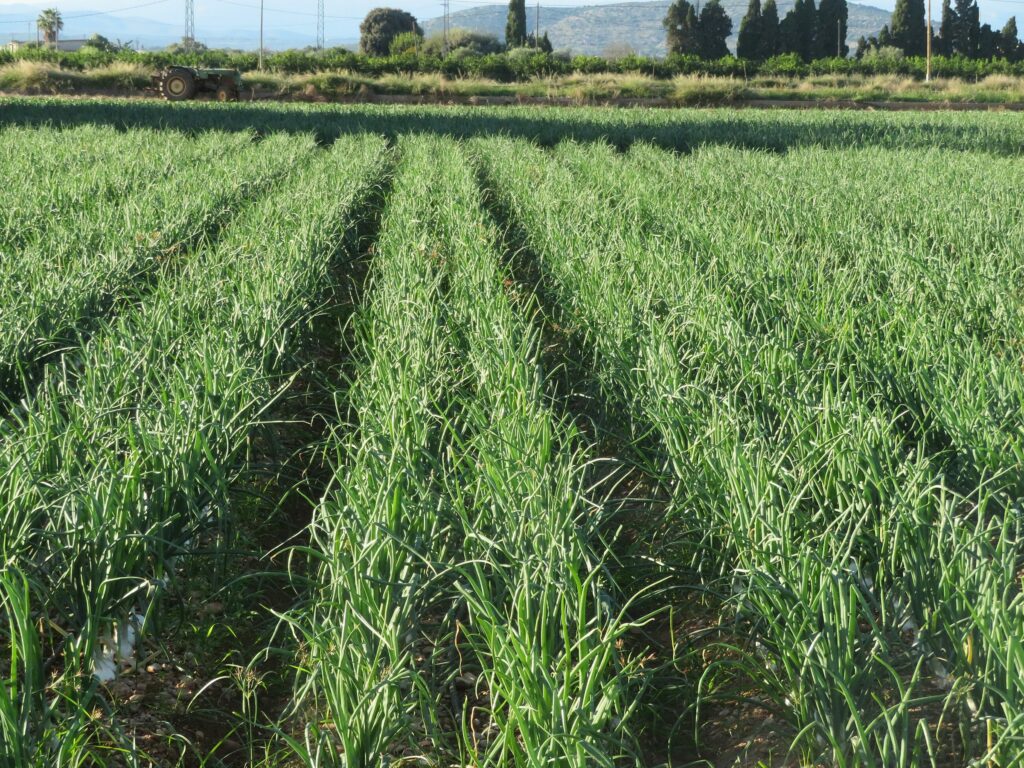 Лук репчатый — общий вид (Allium cepa)