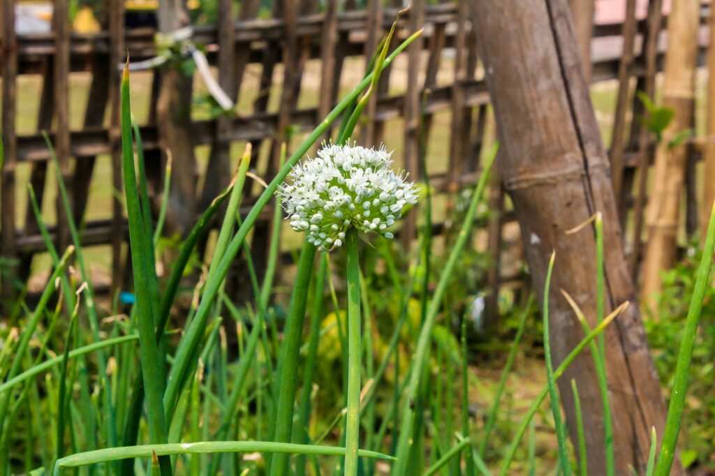 Лук репчатый — цветки (Allium cepa)