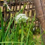 Лук репчатый — цветки (Allium cepa)