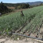 Лук репчатый (Allium cepa)