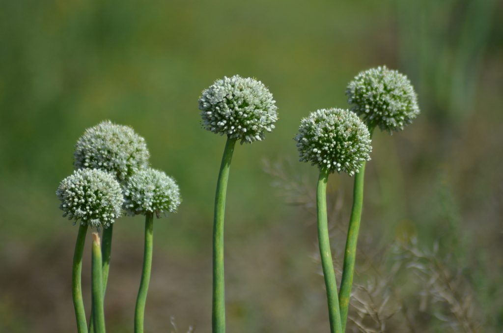 Лук репчатый (Allium cepa)