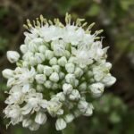 Лук репчатый (Allium cepa)