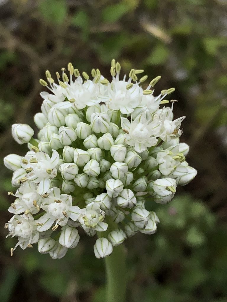 Лук репчатый (Allium cepa)