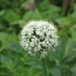 Лук репчатый (Allium cepa)