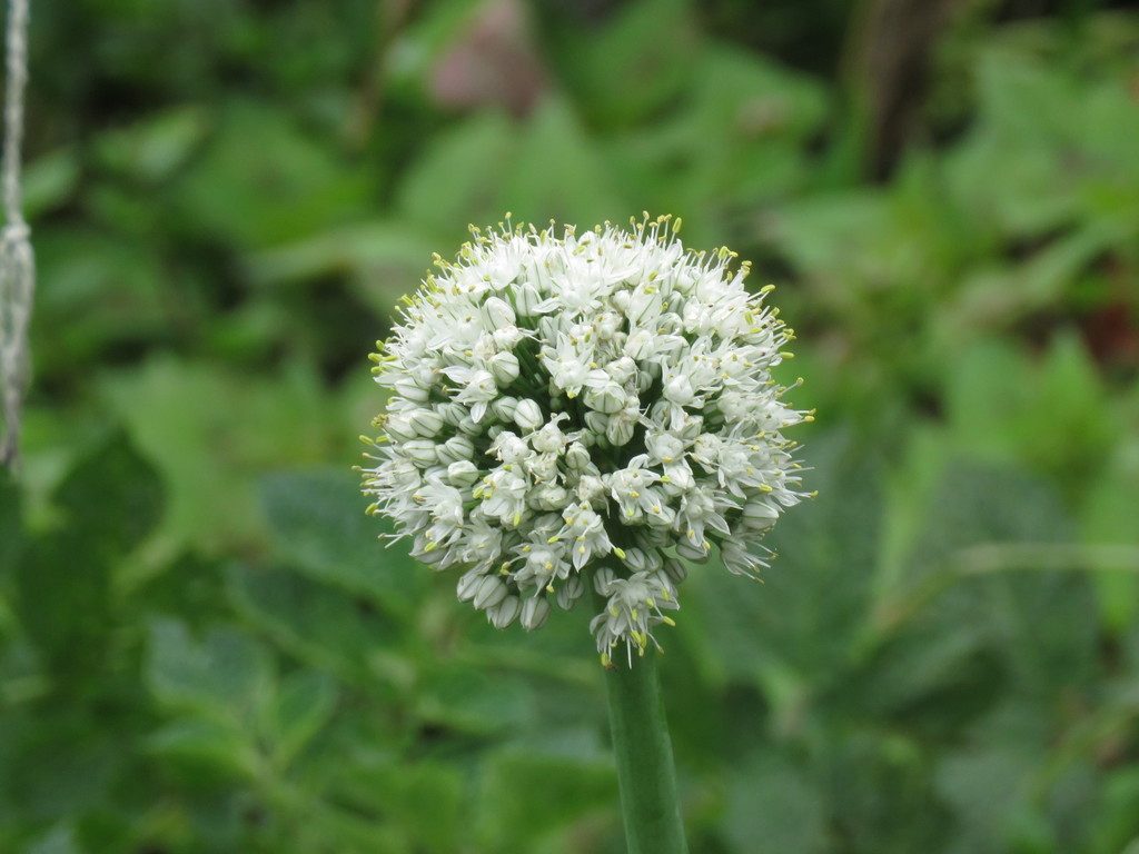 Лук репчатый (Allium cepa)