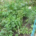 Лук репчатый (Allium cepa)