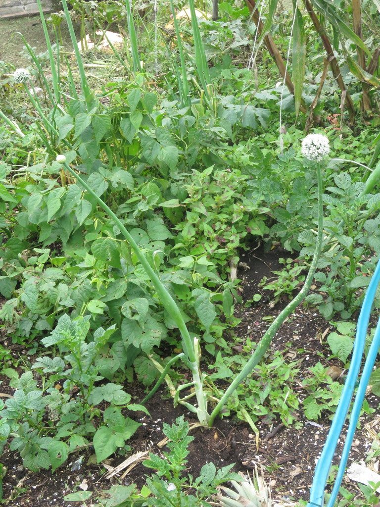 Лук репчатый (Allium cepa)