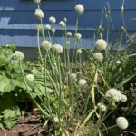 Лук репчатый (Allium cepa)