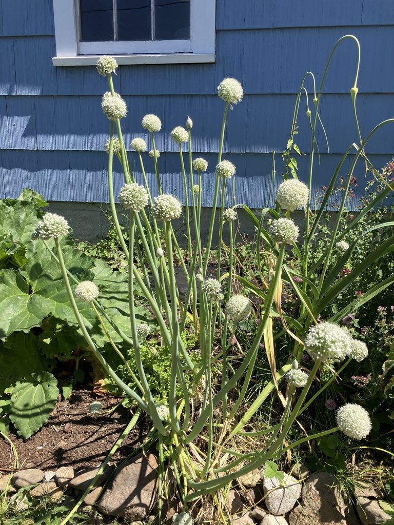 Лук репчатый (Allium cepa)