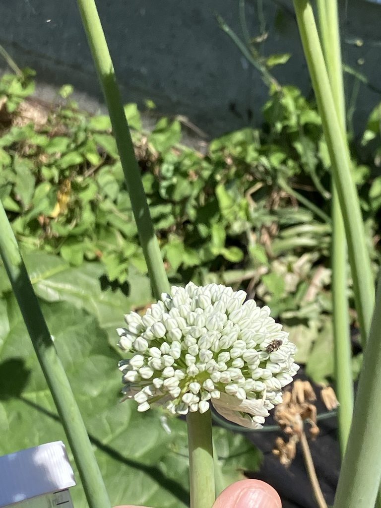 Лук репчатый (Allium cepa)