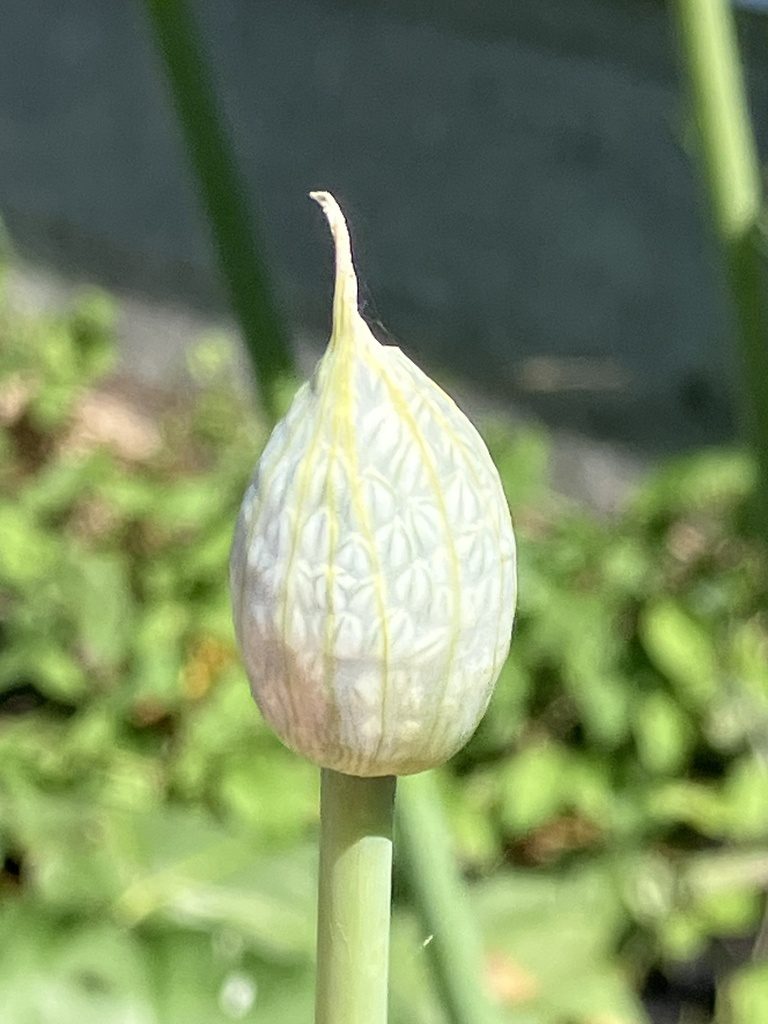 Лук репчатый (Allium cepa)