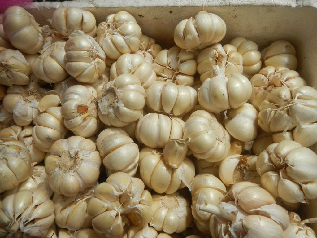 Чеснок посевной — цветки (Allium sativum)