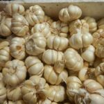 Чеснок посевной — цветки (Allium sativum)