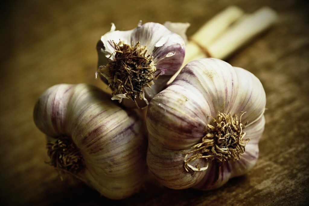 Чеснок посевной — общий вид (Allium sativum)