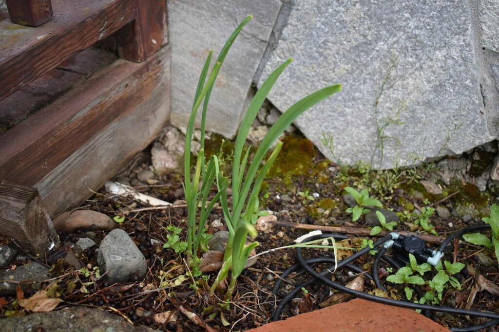 Чеснок посевной — общий вид (Allium sativum)