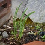 Чеснок посевной — общий вид (Allium sativum)