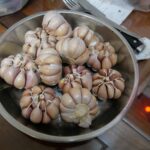Чеснок посевной — общий вид (Allium sativum)