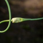 Чеснок посевной — общий вид (Allium sativum)