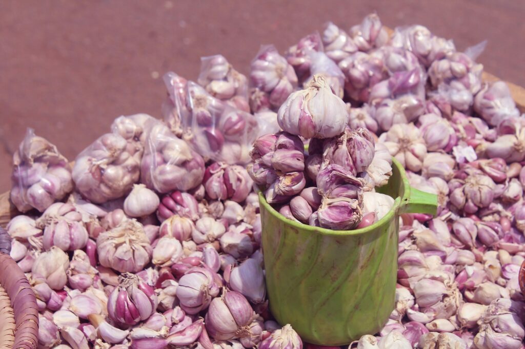 Чеснок посевной — общий вид (Allium sativum)