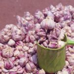 Чеснок посевной — общий вид (Allium sativum)