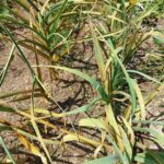 Чеснок посевной — общий вид (Allium sativum)