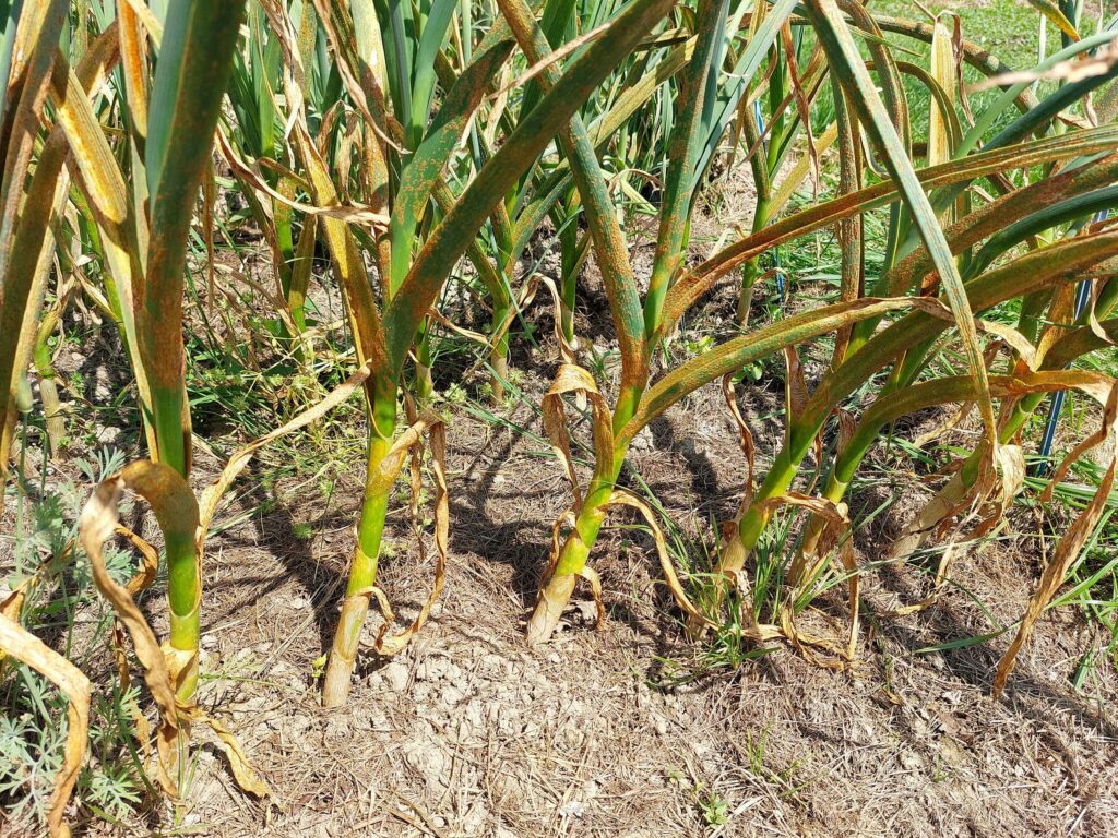 Чеснок посевной — общий вид (Allium sativum)