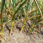 Чеснок посевной — общий вид (Allium sativum)