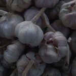 Чеснок посевной — общий вид (Allium sativum)