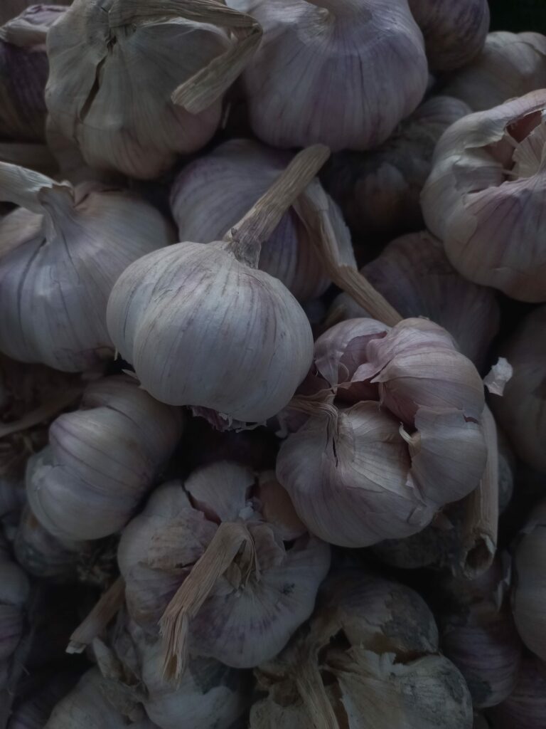 Чеснок посевной — общий вид (Allium sativum)