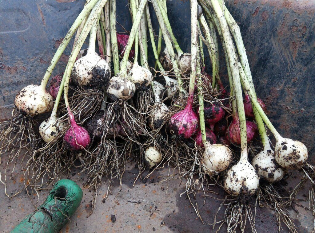 Чеснок посевной (Allium sativum)
