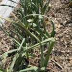 Чеснок посевной (Allium sativum)