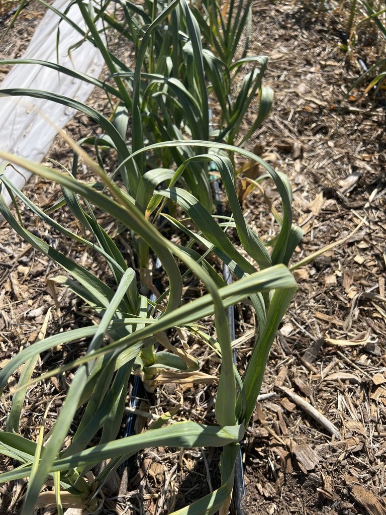 Чеснок посевной (Allium sativum)