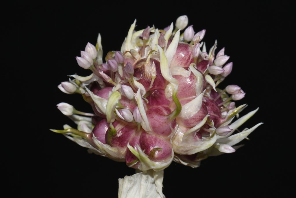 Чеснок посевной (Allium sativum)