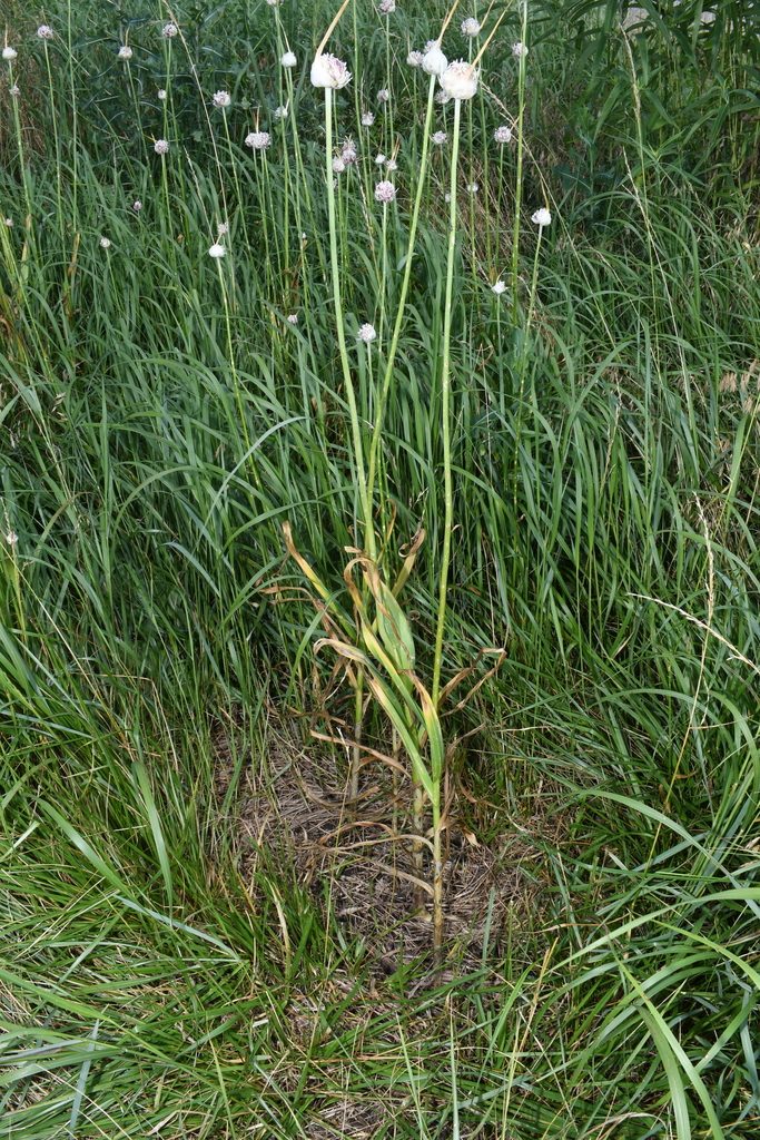 Чеснок посевной (Allium sativum)