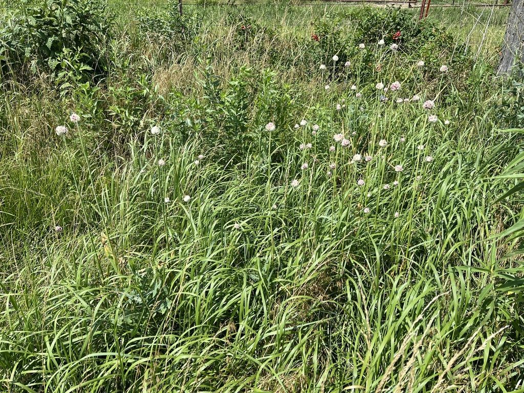 Чеснок посевной (Allium sativum)