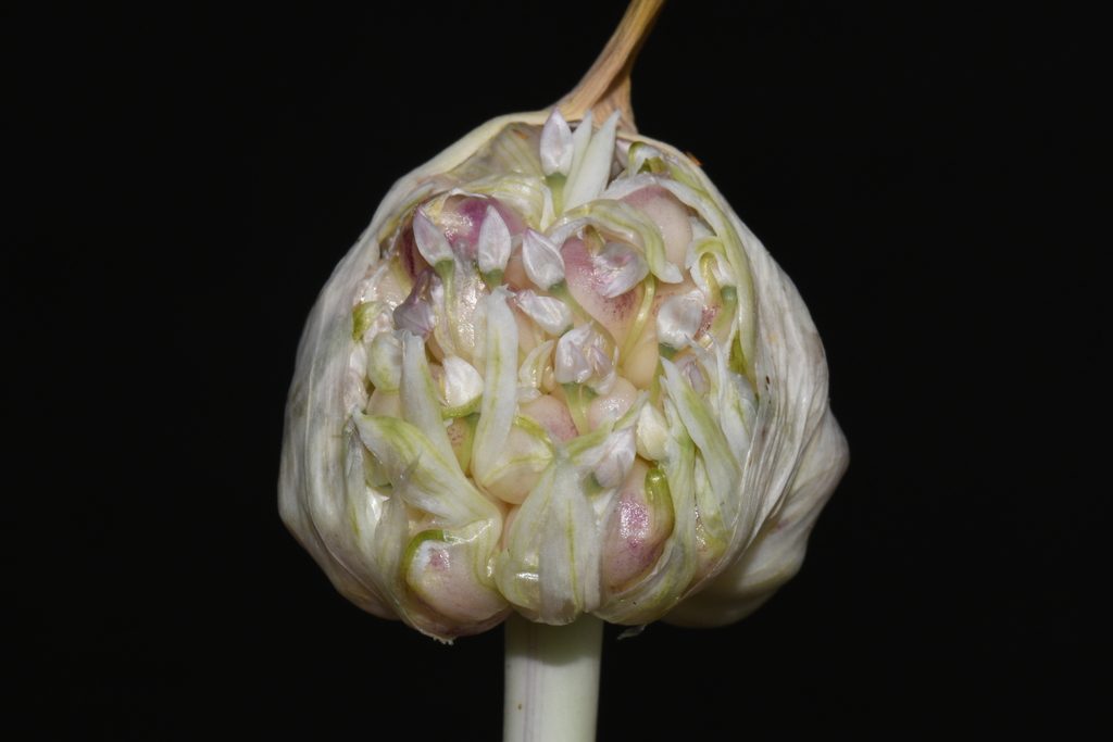 Чеснок посевной (Allium sativum)