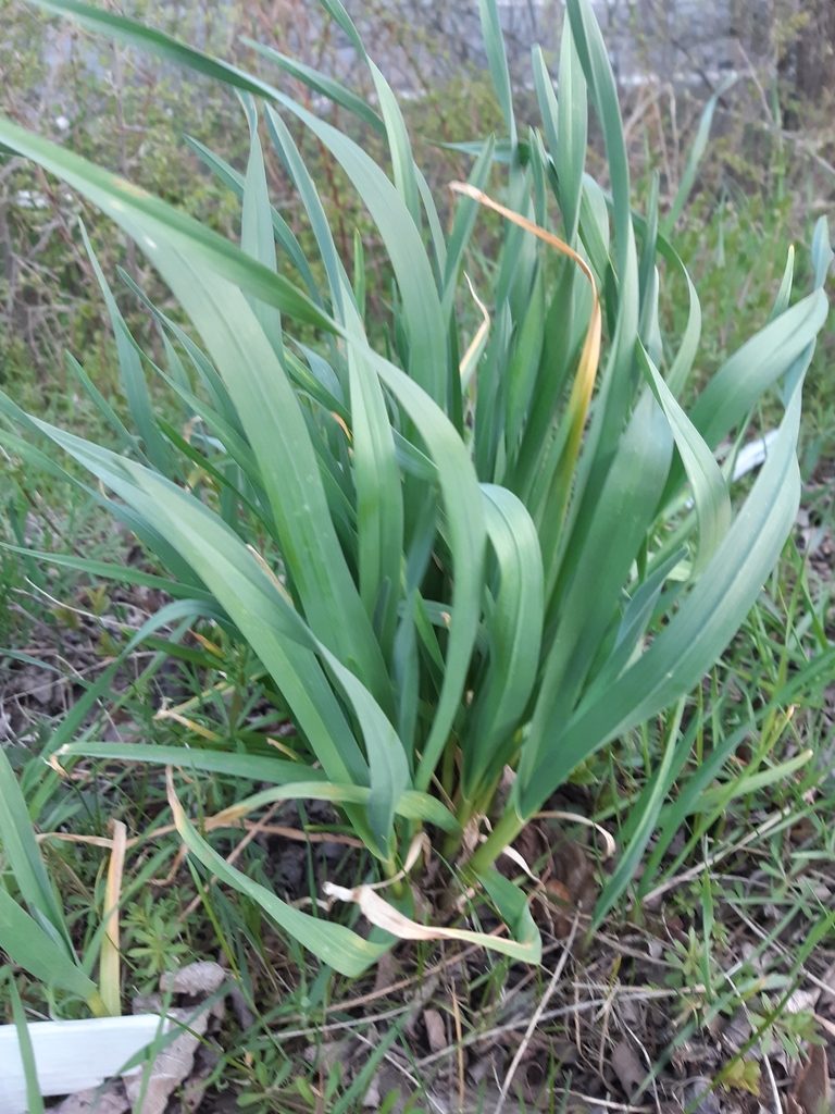 Чеснок посевной (Allium sativum)