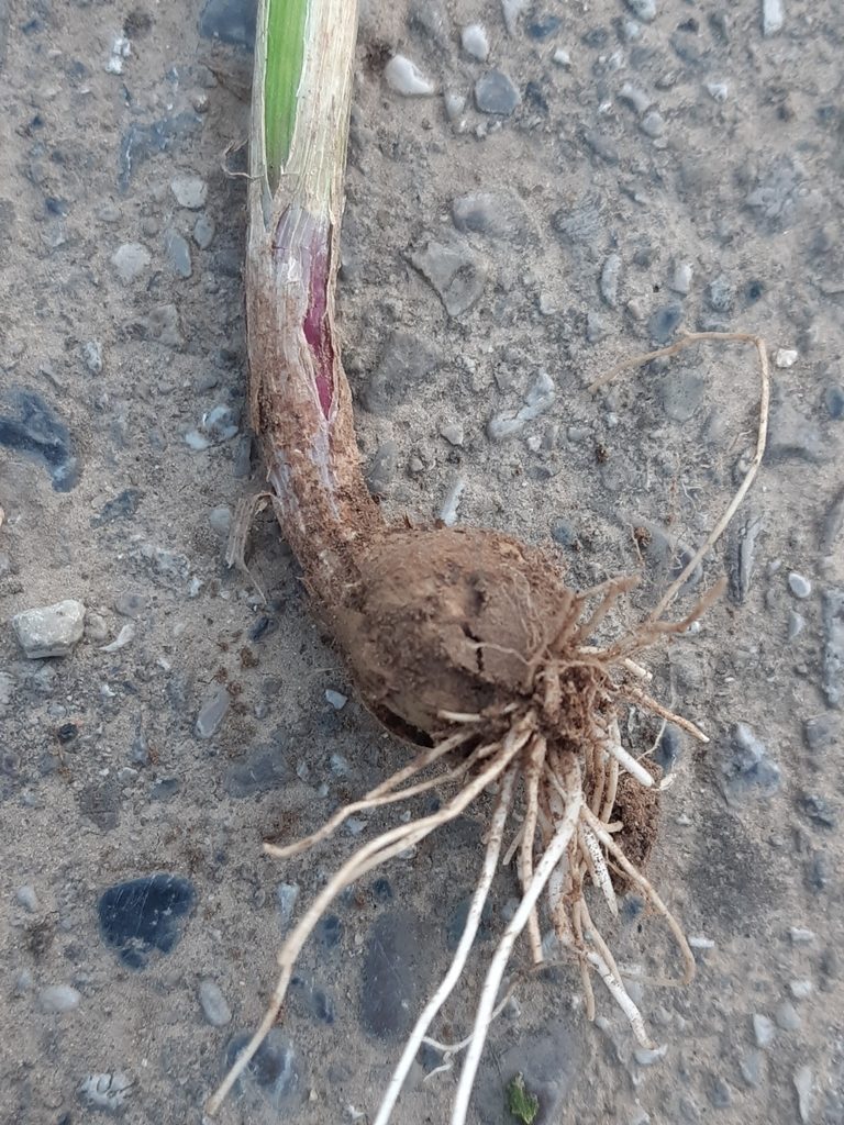 Чеснок посевной (Allium sativum)