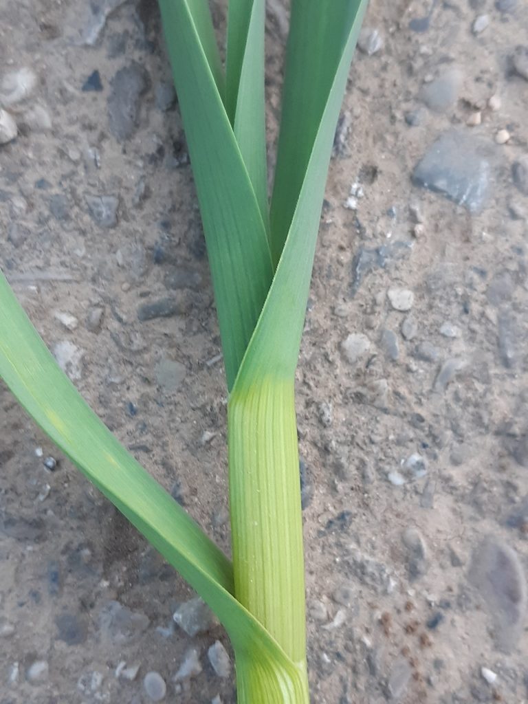 Чеснок посевной (Allium sativum)