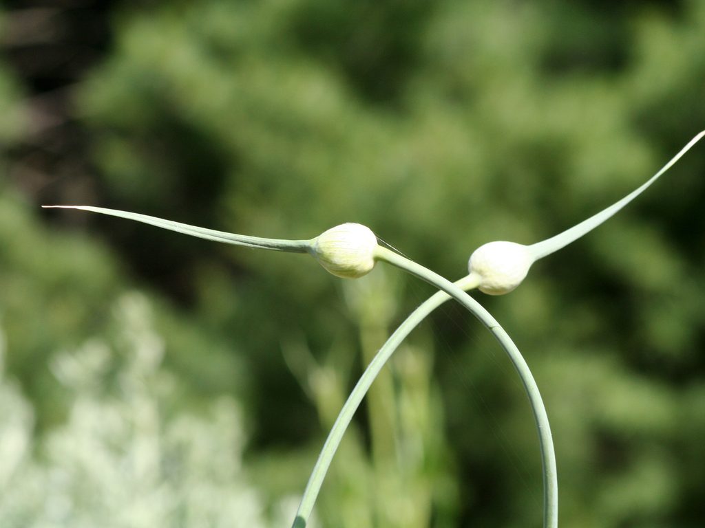 Чеснок посевной (Allium sativum)