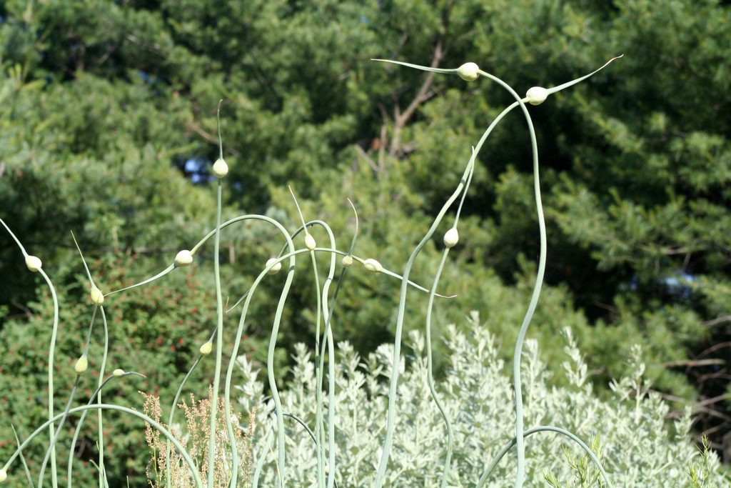 Чеснок посевной (Allium sativum)