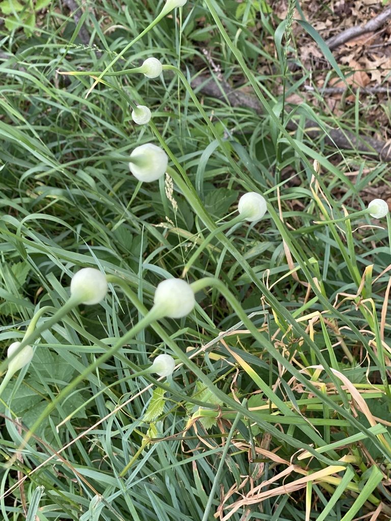 Чеснок посевной (Allium sativum)