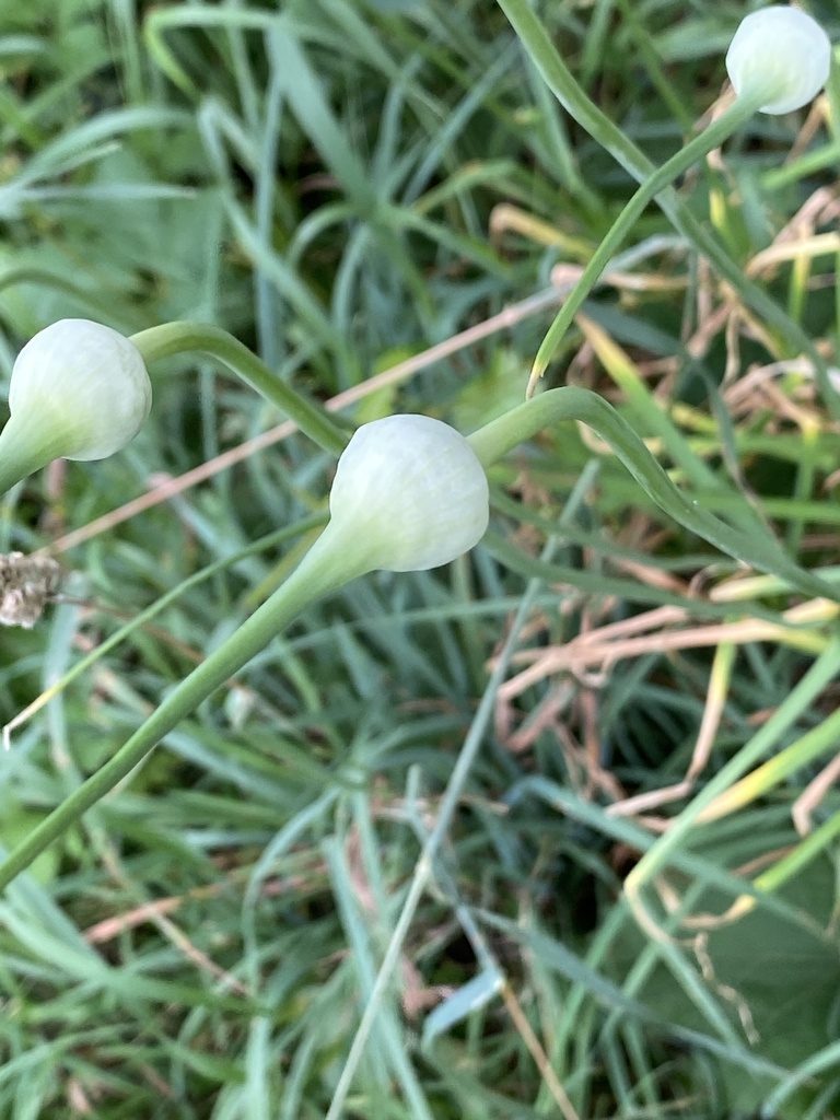 Чеснок посевной (Allium sativum)